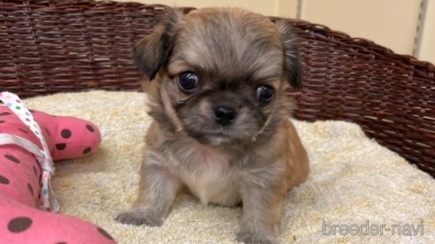 成約済の愛知県のミックス犬-339732