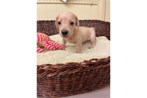 成約済の愛知県のミニチュアダックスフンド(スムースヘアード)-339734の2枚目