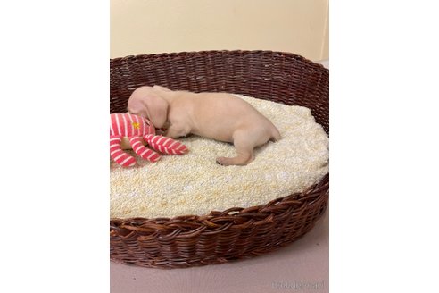 成約済の愛知県のミニチュアダックスフンド(スムースヘアード)-339734の3枚目