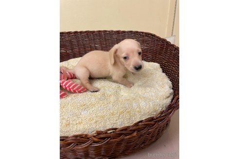 成約済の愛知県のミニチュアダックスフンド(スムースヘアード)-339734の4枚目