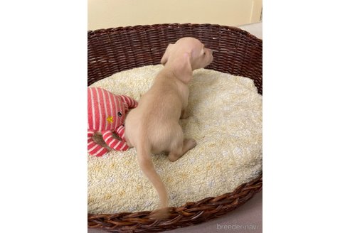 成約済の愛知県のミニチュアダックスフンド(スムースヘアード)-339734の5枚目