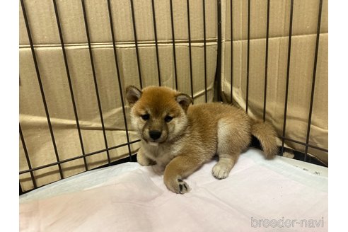 成約済の熊本県の豆柴-334267の3枚目