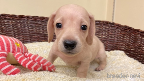 成約済の愛知県のミニチュアダックスフンド(スムースヘアード)-339734の1枚目