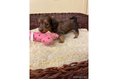 成約済の愛知県のミニチュアダックスフンド(ロングヘアード)-339737の2枚目