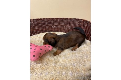 成約済の愛知県のミニチュアダックスフンド(ロングヘアード)-339737の3枚目