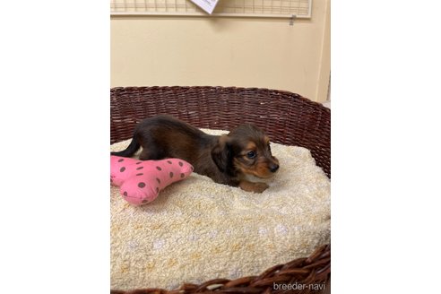 成約済の愛知県のミニチュアダックスフンド(ロングヘアード)-339737の4枚目