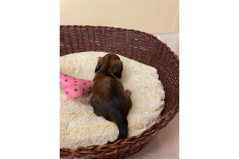 成約済の愛知県のミニチュアダックスフンド(ロングヘアード)-339737の5枚目