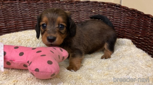 成約済の愛知県のミニチュアダックスフンド(ロングヘアード)-339737の1枚目
