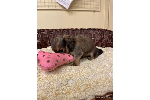 成約済の愛知県のミニチュアダックスフンド(ロングヘアード)-339738の5枚目