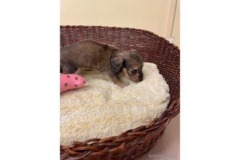 成約済の愛知県のミニチュアダックスフンド(ロングヘアード)-339738の2枚目