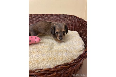 成約済の愛知県のミニチュアダックスフンド(ロングヘアード)-339738の3枚目