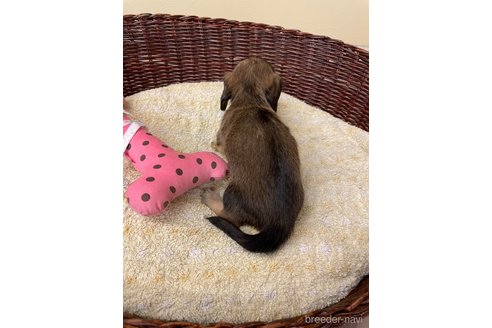 成約済の愛知県のミニチュアダックスフンド(ロングヘアード)-339738の4枚目