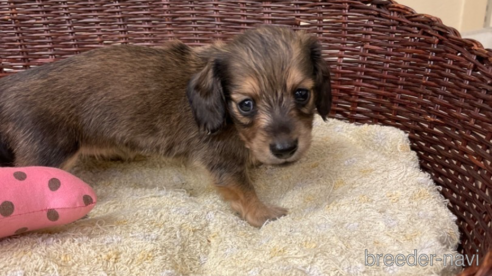 成約済の愛知県のミニチュアダックスフンド(ロングヘアード)-339738の1枚目