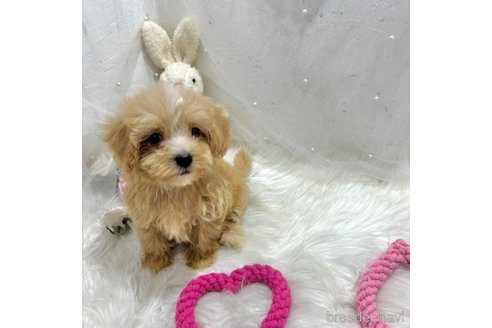 成約済の栃木県のマルプー:マルチーズ×トイプードル-334050の36枚目