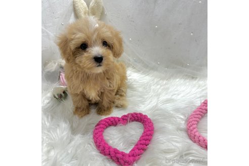 成約済の栃木県のマルプー:マルチーズ×トイプードル-334050の34枚目