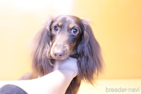 成約済の愛知県のカニンヘンダックスフンド(ロングヘアード)-339750の6枚目