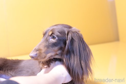 成約済の愛知県のカニンヘンダックスフンド(ロングヘアード)-339750の3枚目