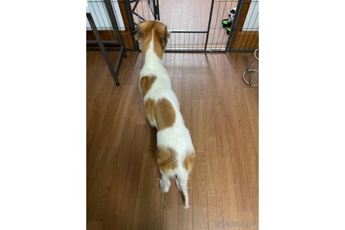 成約済の岡山県のボルゾイ-339758の4枚目