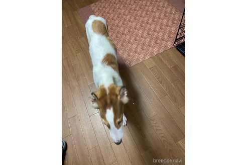 成約済の岡山県のボルゾイ-339758の3枚目
