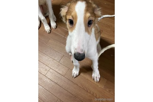 成約済の岡山県のボルゾイ-339758の2枚目