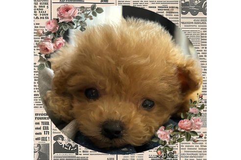 成約済の愛知県のマルプー:マルチーズ×トイプードル-339782の1枚目