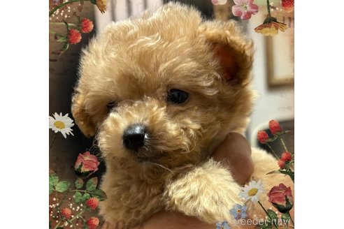 成約済の愛知県のマルプー:マルチーズ×トイプードル-339782の5枚目