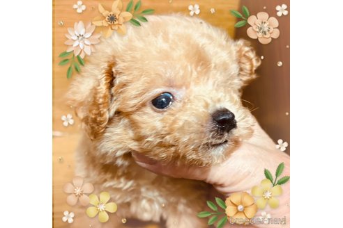 成約済の愛知県のマルプー:マルチーズ×トイプードル-339782の3枚目