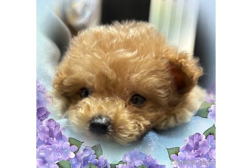 成約済の愛知県のマルプー:マルチーズ×トイプードル-339782の4枚目
