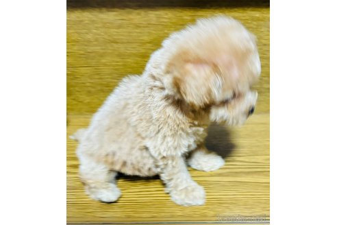 成約済の愛知県のマルプー:マルチーズ×トイプードル-339782の2枚目