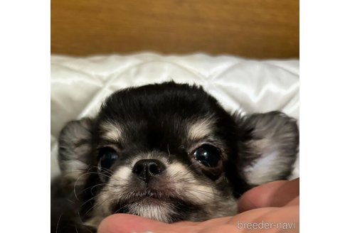 成約済の愛知県のチワワ(ロングコート)-339785の5枚目