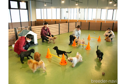 成約済の茨城県のミニチュアダックスフンド(ロングヘアード)-337209の2枚目