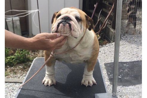 ののブルドッグ-