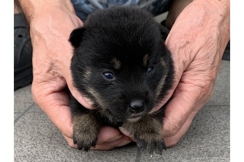 成約済の長崎県の柴犬-339845の2枚目