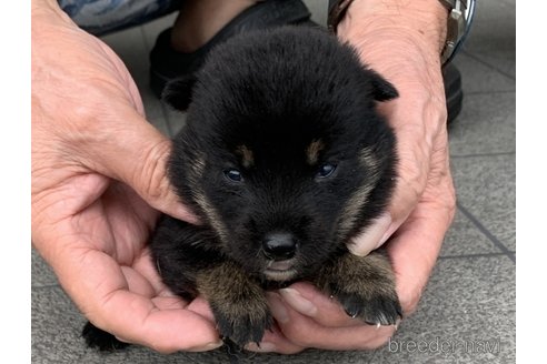 成約済の長崎県の柴犬-339845の3枚目