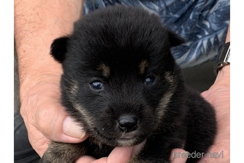 成約済の長崎県の柴犬-339845の1枚目
