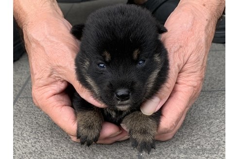成約済の長崎県の柴犬-339845の4枚目
