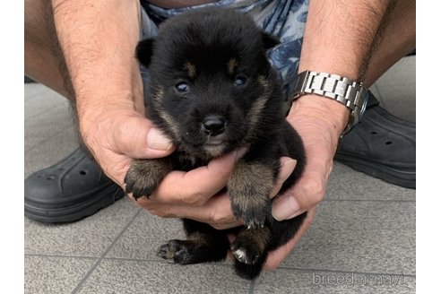 成約済の長崎県の柴犬-339845の5枚目