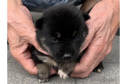 成約済の長崎県の柴犬-339846の2枚目