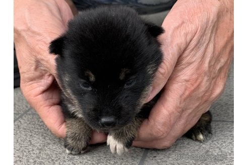 成約済の長崎県の柴犬-339846の3枚目