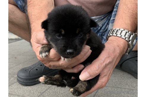 成約済の長崎県の柴犬-339846の5枚目
