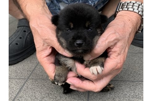 成約済の長崎県の柴犬-339846の4枚目