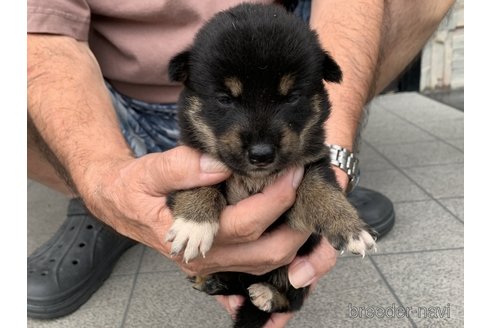 成約済の長崎県の柴犬-339847の2枚目