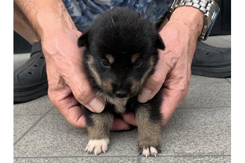 成約済の長崎県の柴犬-339847の5枚目