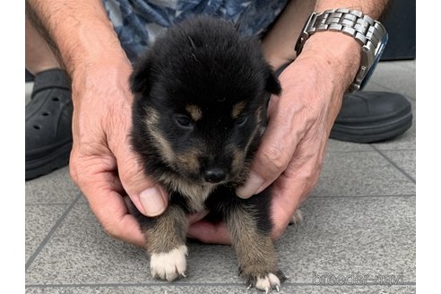 成約済の長崎県の柴犬-339847の4枚目