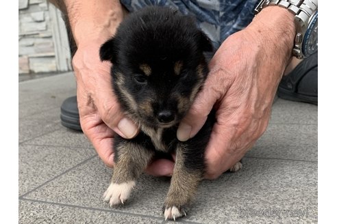 成約済の長崎県の柴犬-339847の3枚目