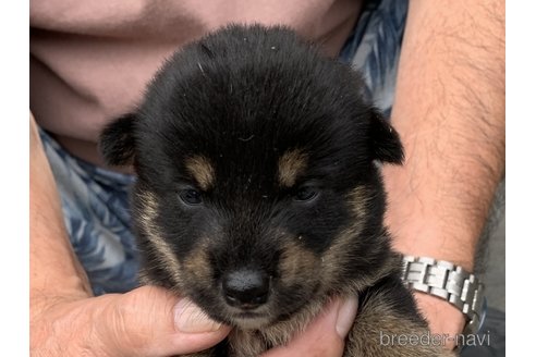 成約済の長崎県の柴犬-339847の1枚目