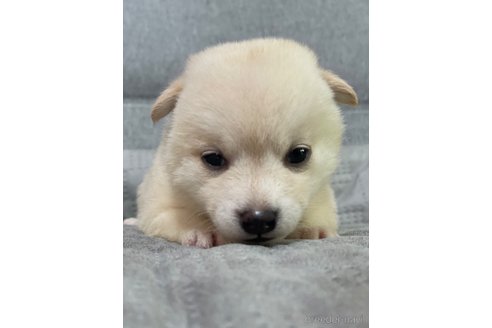 成約済の福岡県の豆柴-339862の4枚目