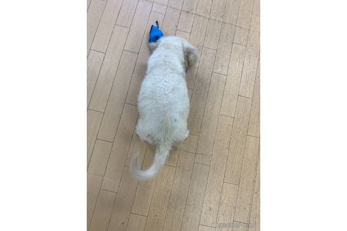 成約済の千葉県のゴールデンレトリーバー-329453の11枚目