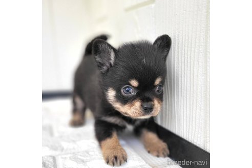 成約済の茨城県のミックス犬-339883の8枚目