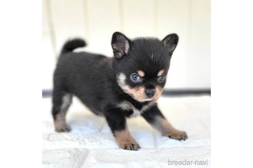 成約済の茨城県のミックス犬-339883の7枚目